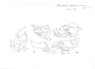 Ommatoiulus diplurus mauriesi
