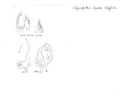 Ommatoiulus hoplites