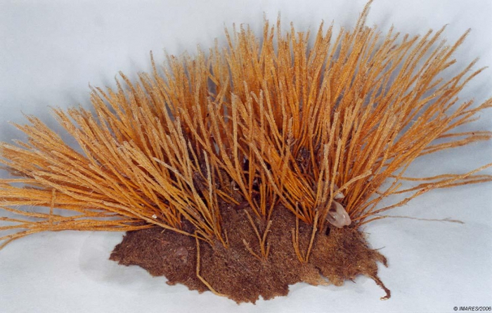 Nemertesia antennina (Linnaeus, 1758) Nemertesia antennina (Linnaeus, 1758)