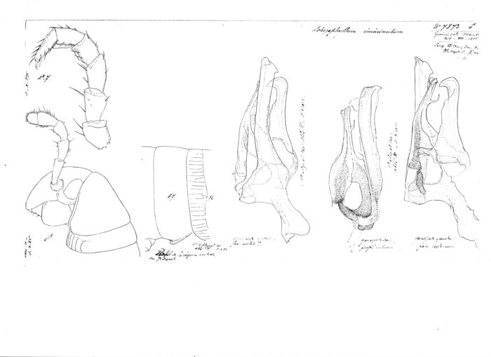 Ommatoiulus imminutus
