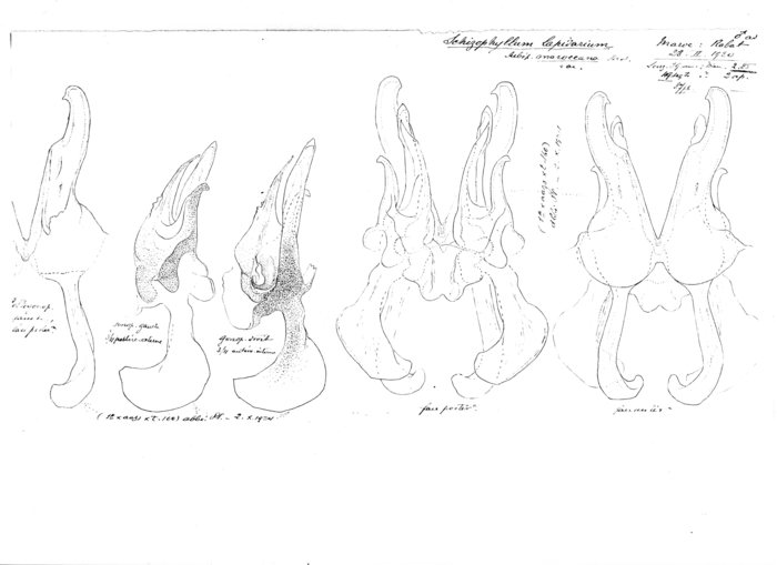 Ommatoiulus lapidarius maroccanus