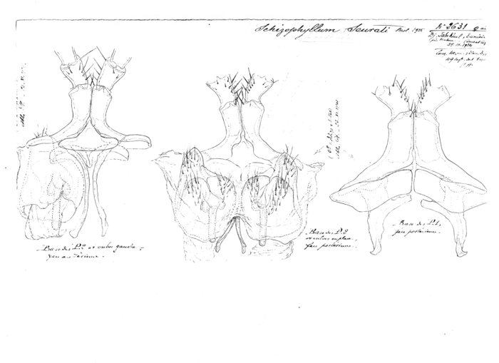 Ommatoiulus seurati