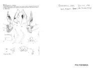 Onciurosoma adisi