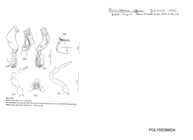Onciurosoma affine
