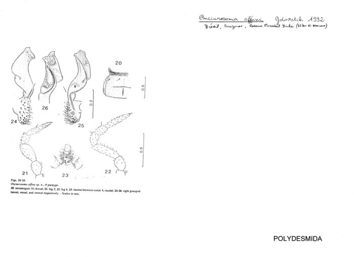 Onciurosoma affine
