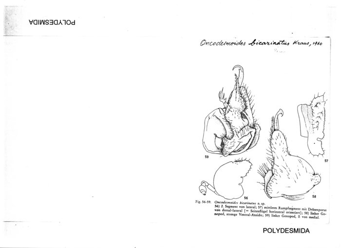 Oncodesmoides bicarinatus