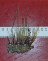 Hydrozoa (hydroids)