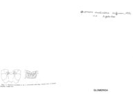 Onomeris australora