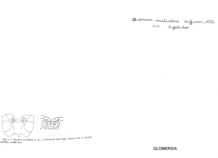 Onomeris australora