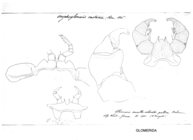 Onychoglomeris castanea