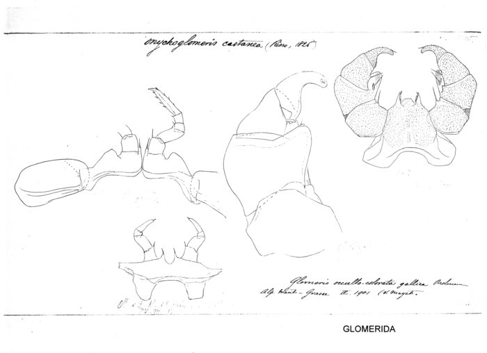 Onychoglomeris castanea