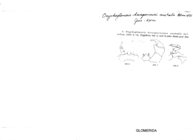 Onychoglomeris hercegovinensis australis