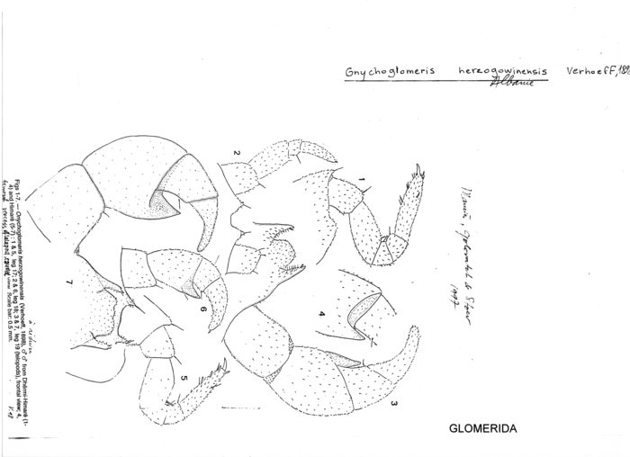 Onychoglomeris herzogowinensis