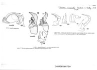 Opiona casualis