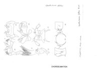 Opisthocheiron fallax