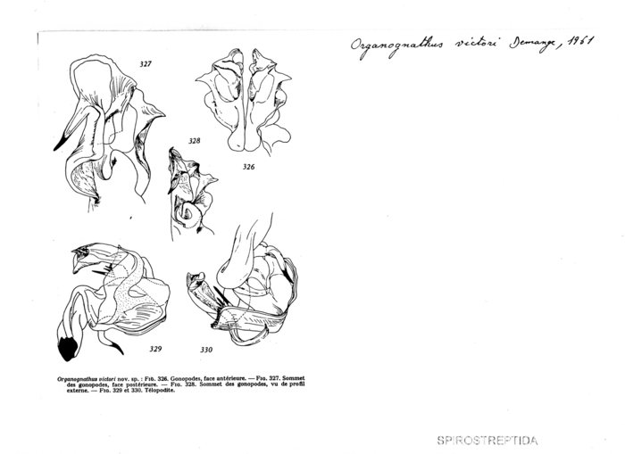 Organognathus victori