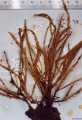 Hydrozoa (hydroids)