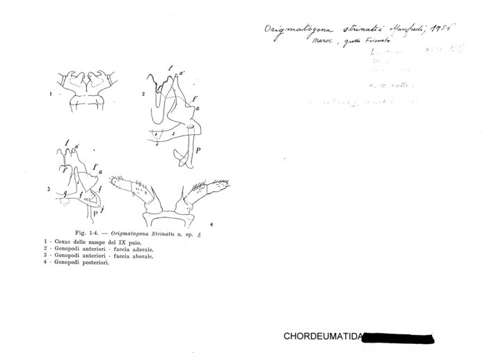 Origmatogona strinatii