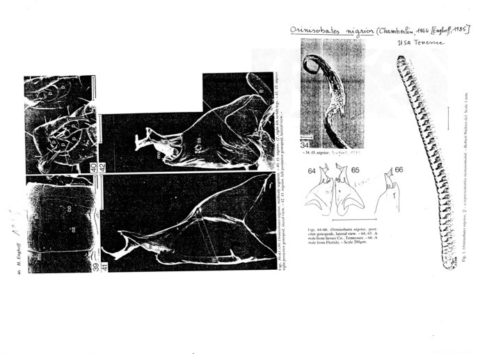 Orinisobates nigrior