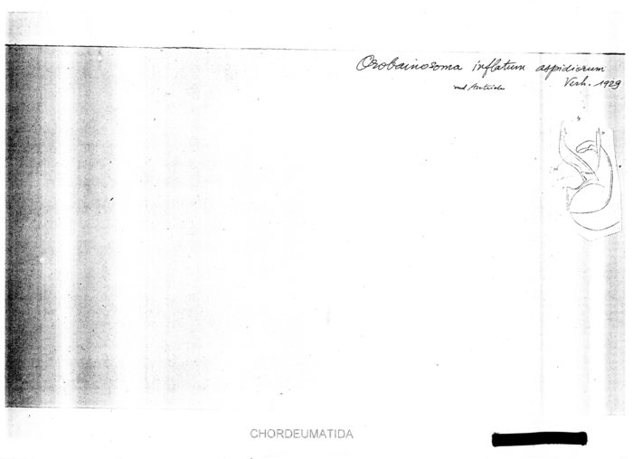 Orobainosoma inflatum var. Aspidiorum