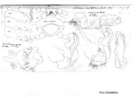 Orodesmus mastophorus