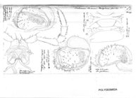 Orodesmus mastophorus