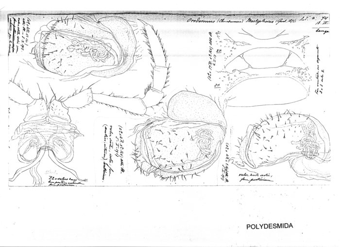 Orodesmus mastophorus