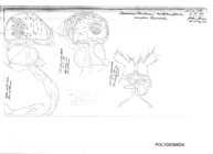 Orodesmus mastophorus