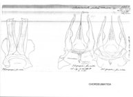 Orthochordeumella pallidum