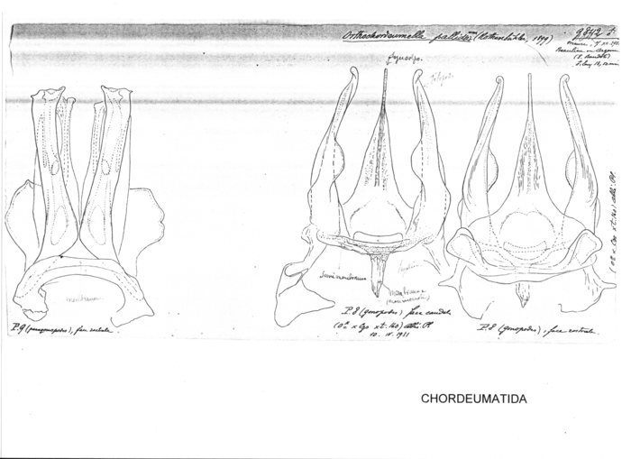 Orthochordeumella pallidum