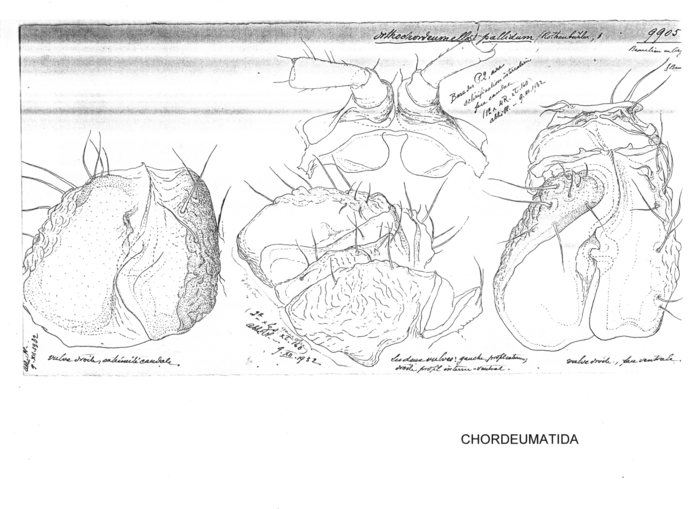 Orthochordeumella pallidum