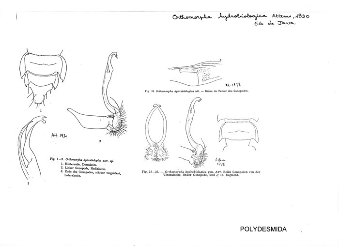 Orthomorpha hydrobiologica