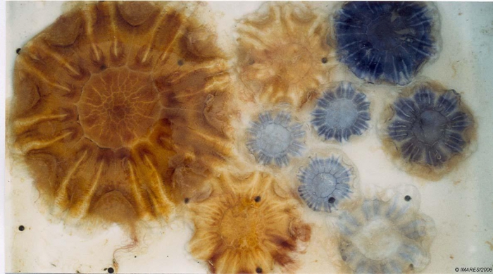 Cyanea sp. Cyanea sp.