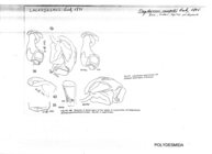 Oxydesmus campi