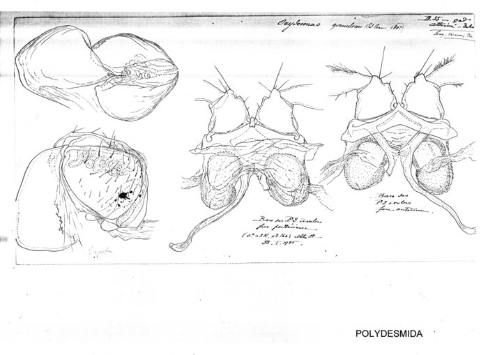 Oxydesmus granulosus