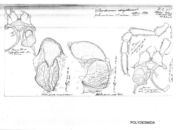 Oxydesmus granulosus