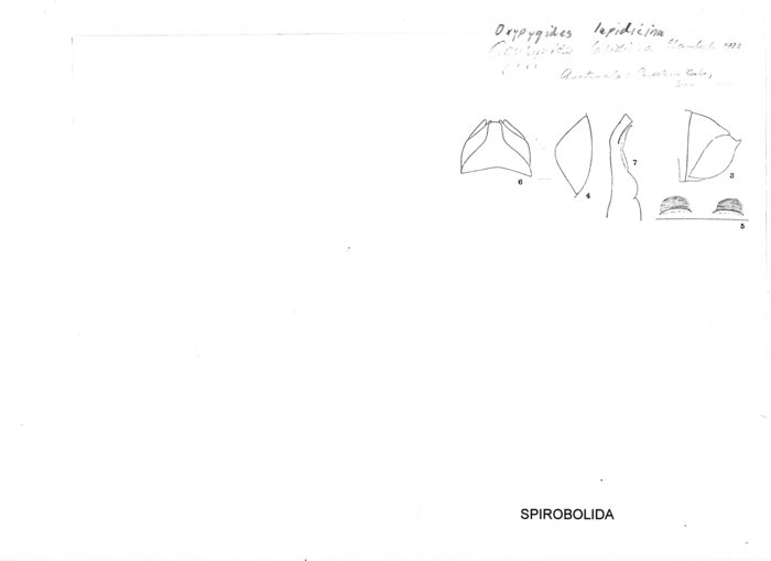 Oxypygides lapidicina