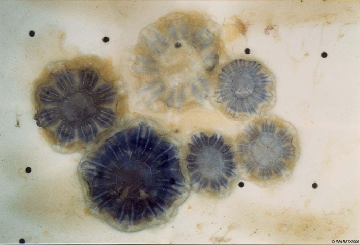 Cyanea sp. Cyanea sp.