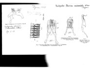 Pachyiulus flavipes continentalis