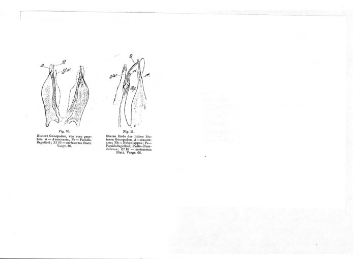 Pachyiulus flavipes continentalis