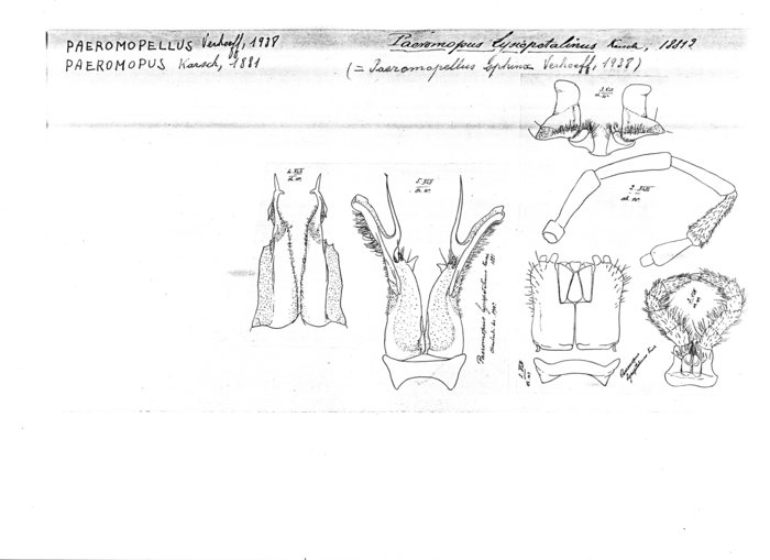 Paeromopus lysiopetalinus