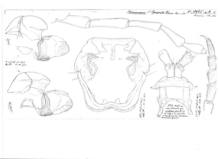 Paeromopus lysiopetalinus