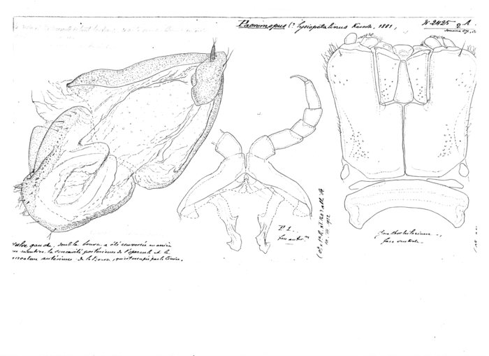 Paeromopus lysiopetalinus