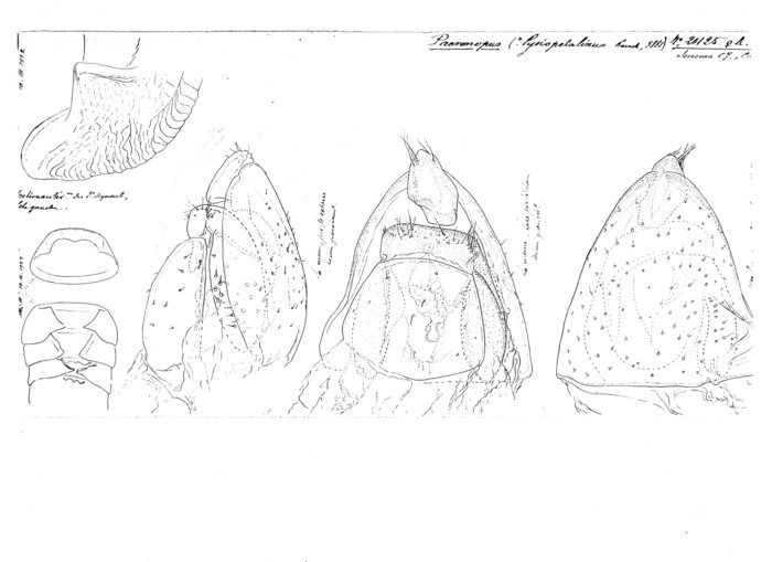 Paeromopus lysiopetalinus