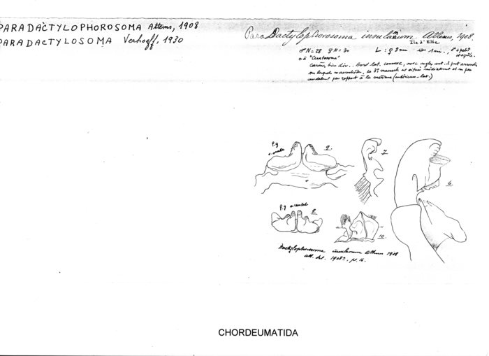 Paradactylophorosoma insulanum