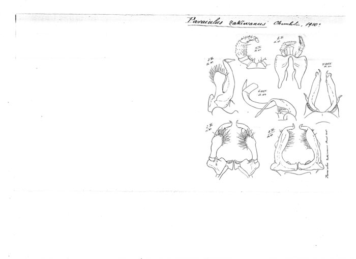 Paraiulus zakiwanus