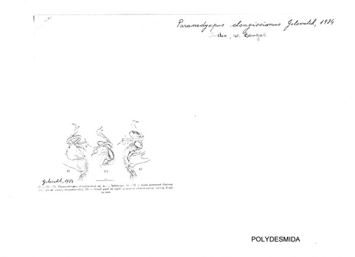 Paranedyopus elongissionus