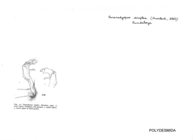 Paranedyopus simplex