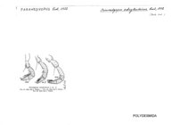 Paranedyopus subcylindricus