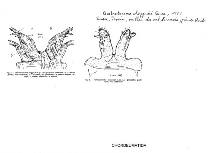 Paratractosoma chappuisi